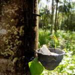 EUDR and Sustainable Procurement: The Role of TRST01