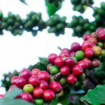 EUDR Coffee : Between the Cup and the Lip