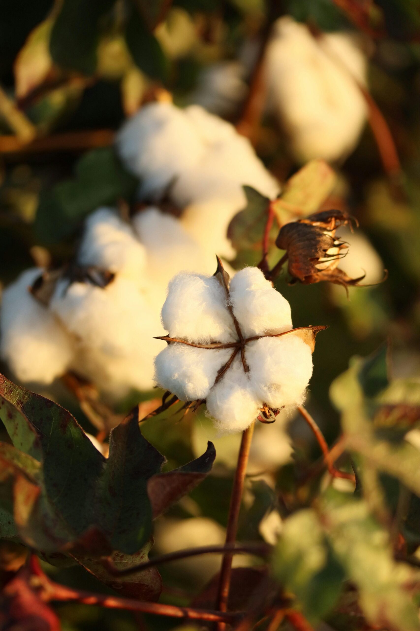 Cotton